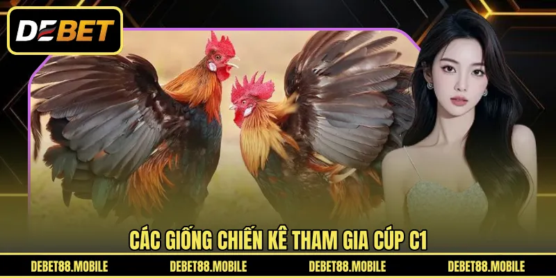 Các giống chiến kê tham gia Cúp C1